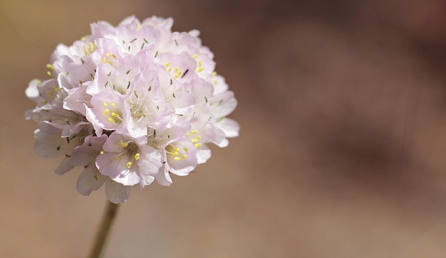 Free Alpine-Grass Elke Flower Wallpaper photo and picture