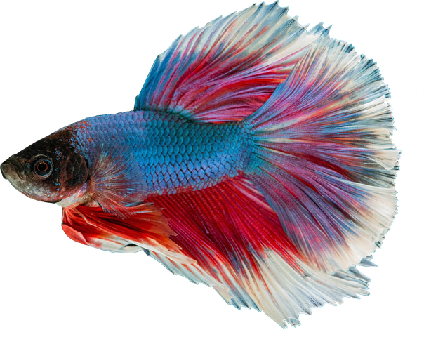 10以上の無料guppy グッピー画像 Pixabay 10以上の無料guppy グッピー画像 Pixabay