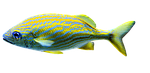 isolated, aquariums, fish