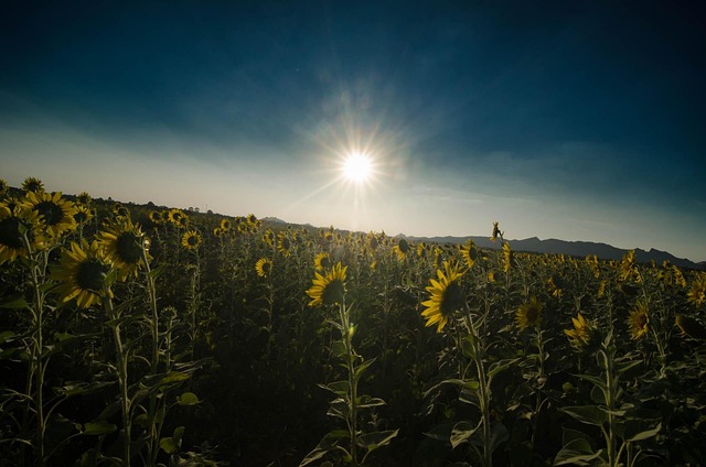 Free Sun Flower Sunset photo and picture