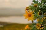 mexican sunflower, lotus tong, mae moh