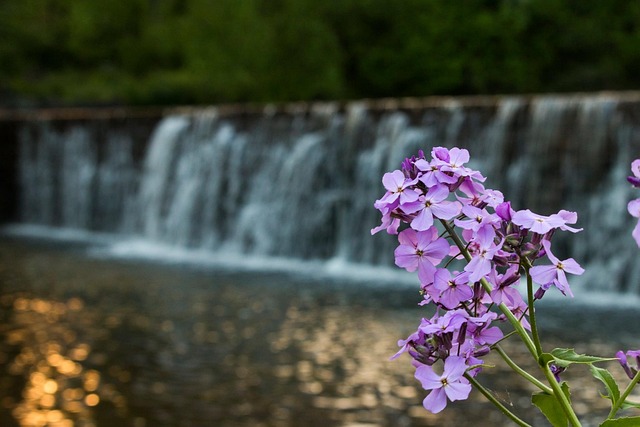 Free Flower Waterfall photo and picture