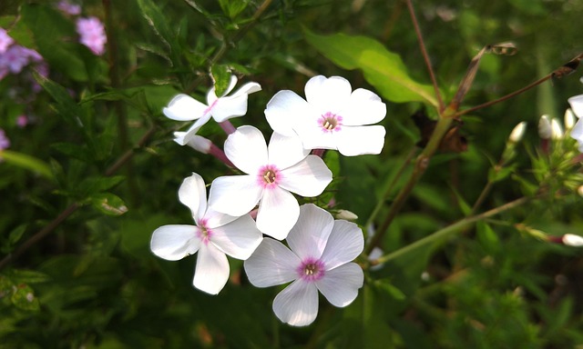 Free Flower Flower Background photo and picture