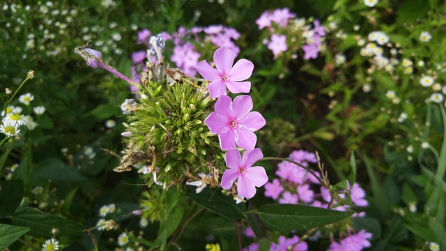 Free Pink Flower photo and picture