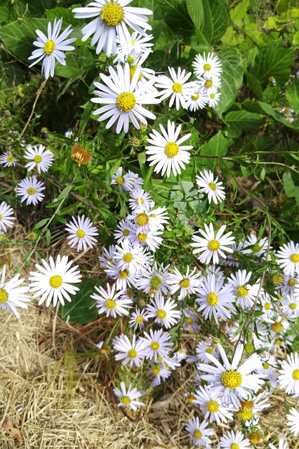 Free Wormwood Some Competition Flower photo and picture