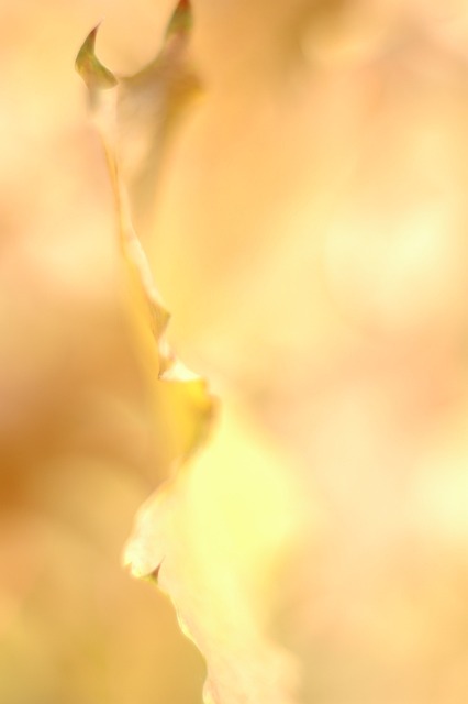 Cair, Outono, Amarelo, Folha, Laranja
