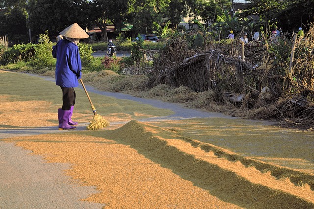 Free Grain Paddy photo and picture