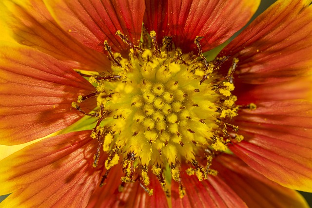 Flor, Naturaleza, Fondo De La Flor