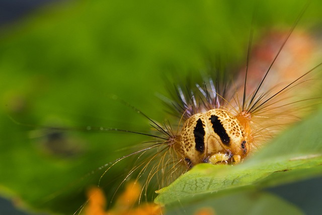 Oruga, Macro, Cabello, Adulto, Verde