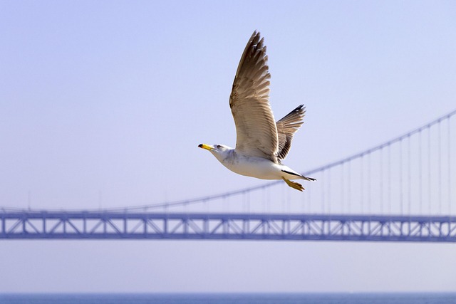 Free Seagull Bridge photo and picture