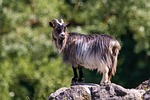 goat, horns, animal