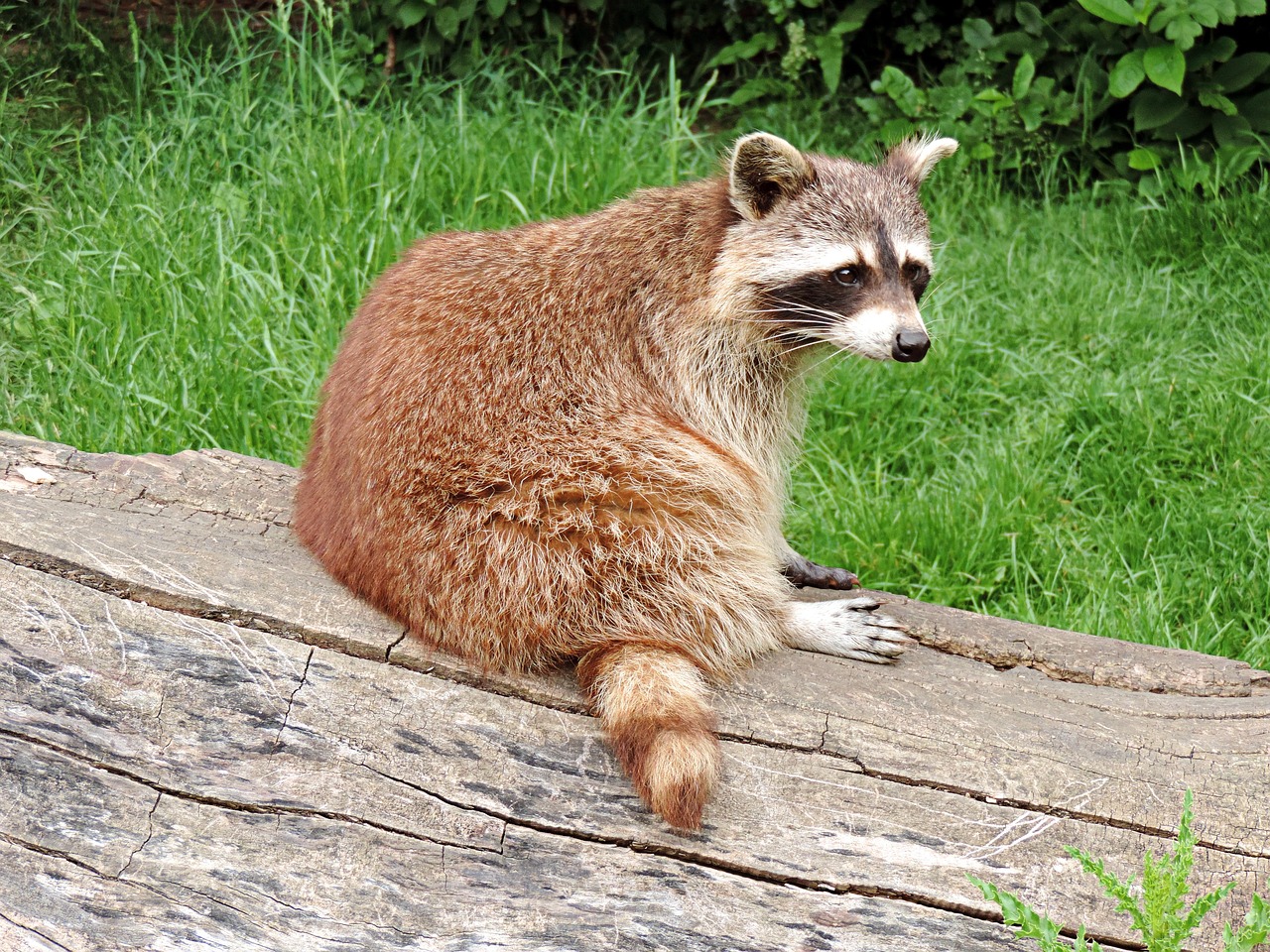 Smallest Racoon Raccoon Small Bear Wild Animal - Free photo on Pixabay