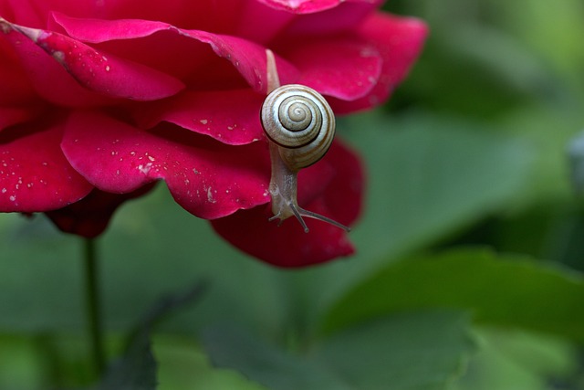 Free Worm Rose Flower photo and picture
