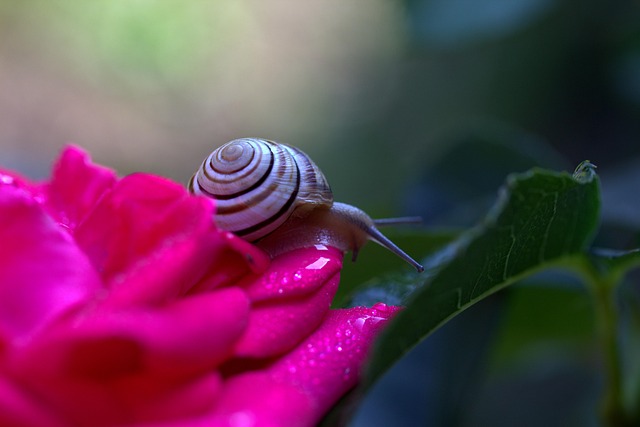 Free Worm Rose Flower photo and picture
