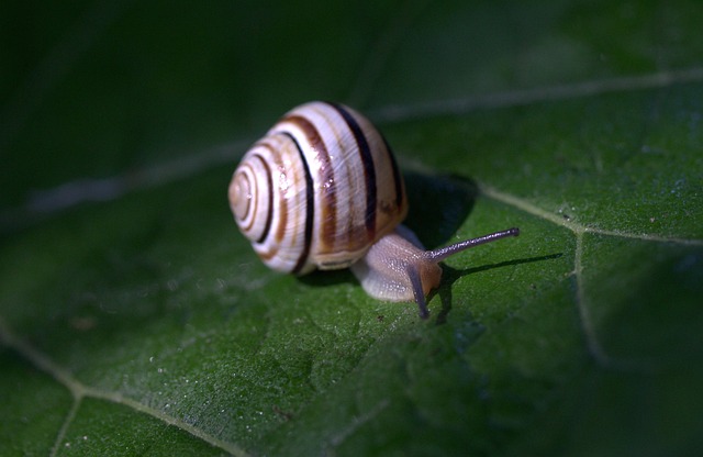 Free Worm Leaf photo and picture