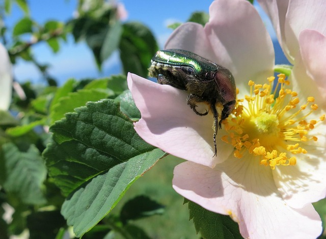 Free Insect Blossom photo and picture