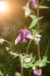 columbine, flower, blossom