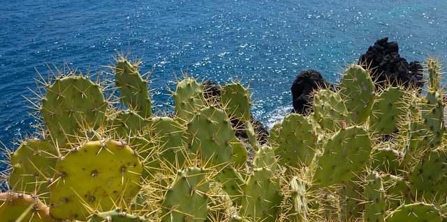 Free Cactus Sea photo and picture
