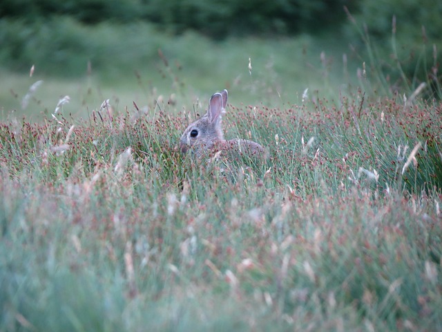 Free Nature Rabbit photo and picture