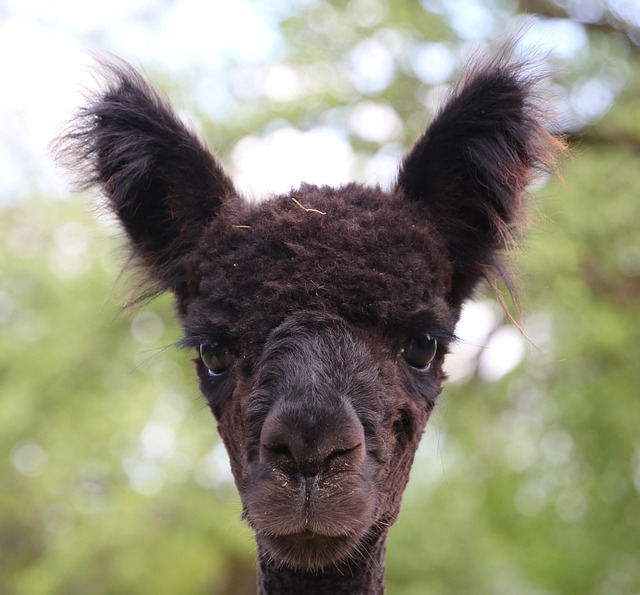 Free Alpaca Animal Portrait photo and picture