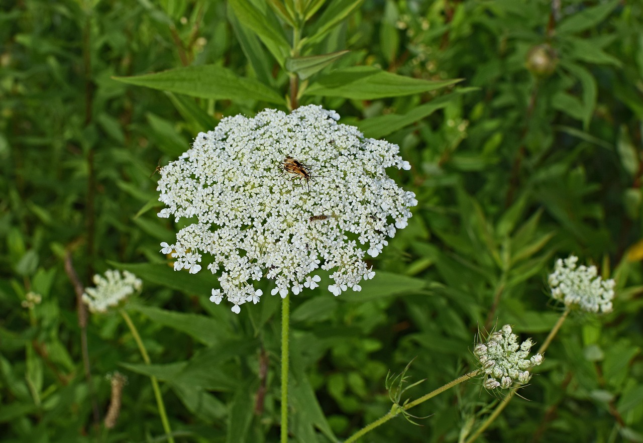 Queen Anne'S Lace Com Insetos S Foto gratuita no Pixabay Pixabay