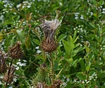 common thistle down, seeds, wildflower