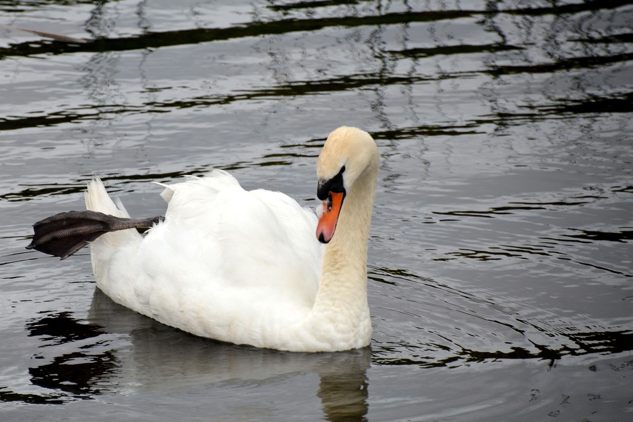 Cygne L'Eau Cygnes - Photo gratuite sur Pixabay - Pixabay