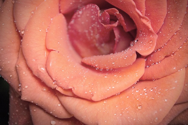 Free Flower Pink photo and picture