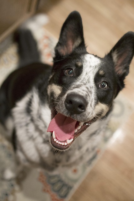 Free Dog Pet photo and picture