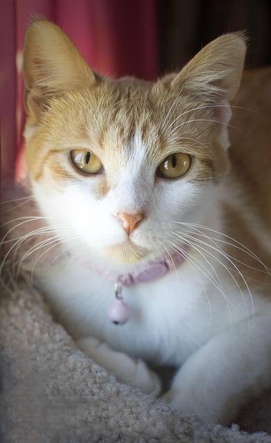 Free Cat Feline photo and picture