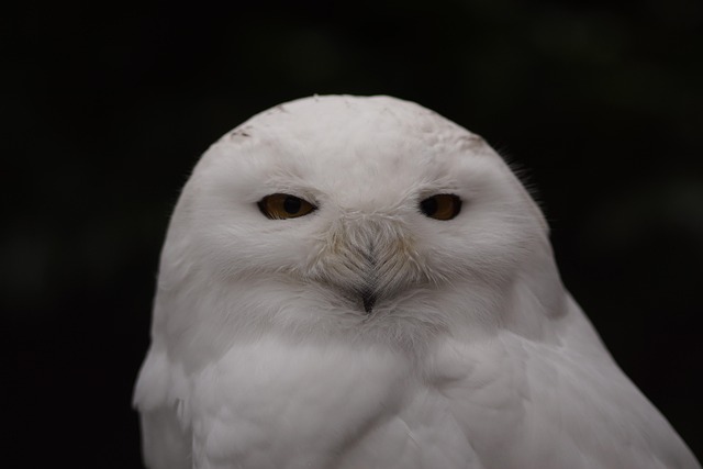 Schneeeule, Natur, Weiß, Vogel