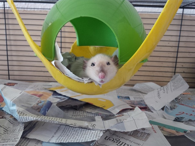 Ratte, Farbratte, Nager, Kleintier