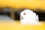 birds, bird, nature