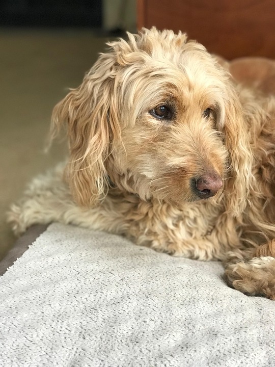 gouden doodle huisdier hond - gratis foto op pixabay