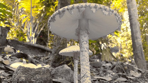 Pilz, Spritzen, Spritzte, Natur