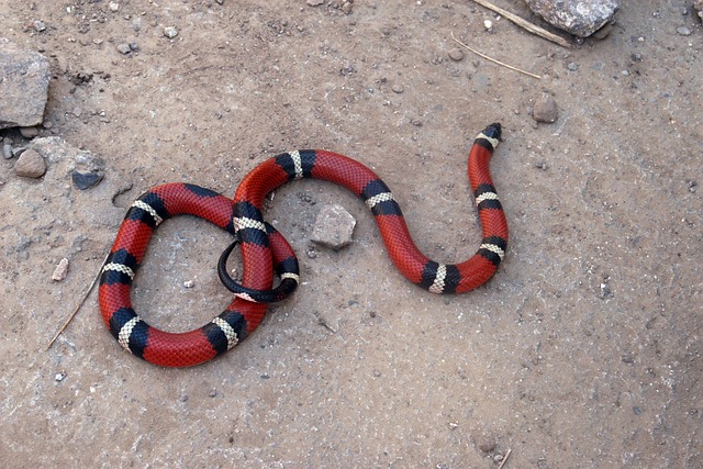 Free Snake False Coral photo and picture
