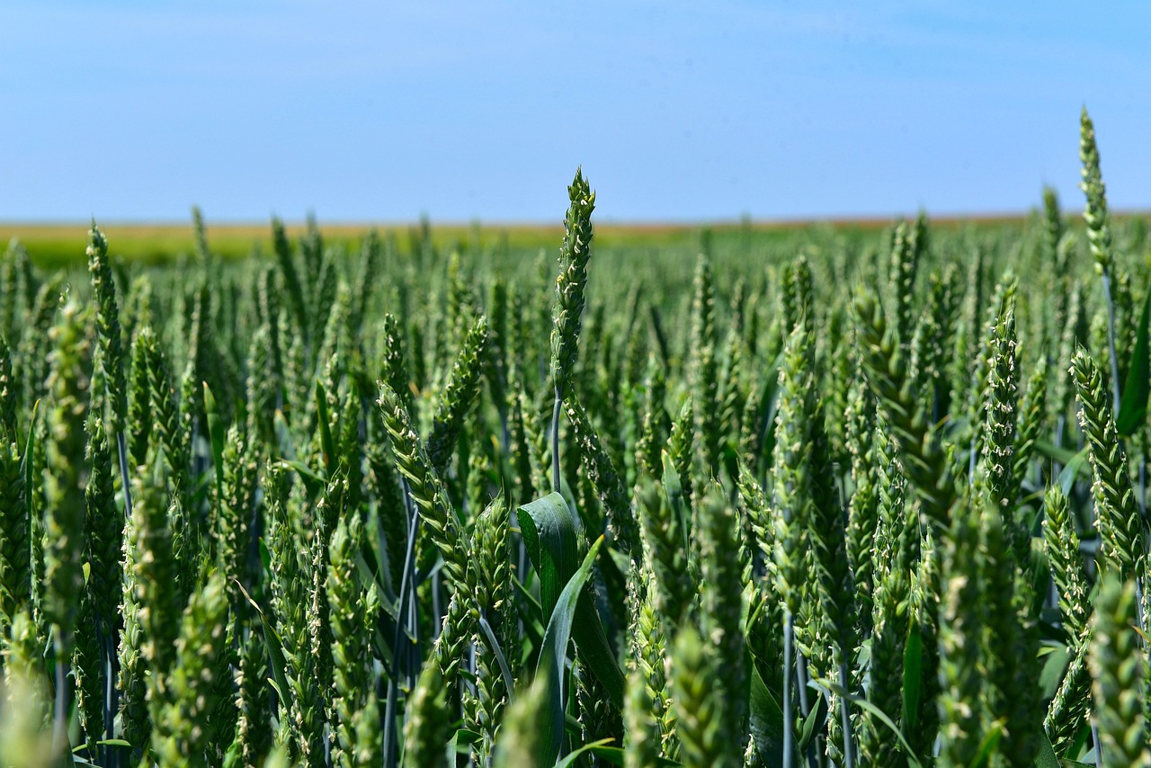 Free Wheat By Chaitanya K photo and picture