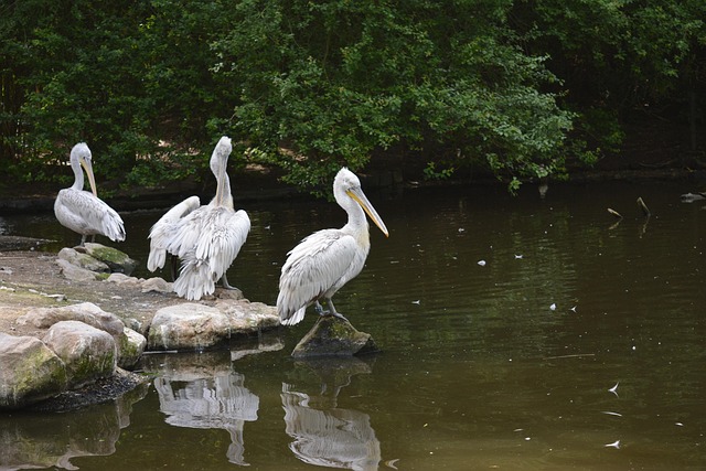 Free Pelican Bird photo and picture
