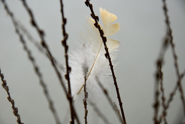 Free Feather Close-Up photo and picture