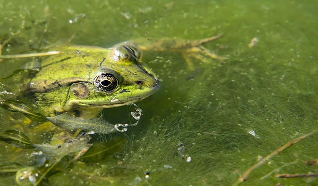 Free Frog Pond photo and picture