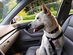 dog, car, ride