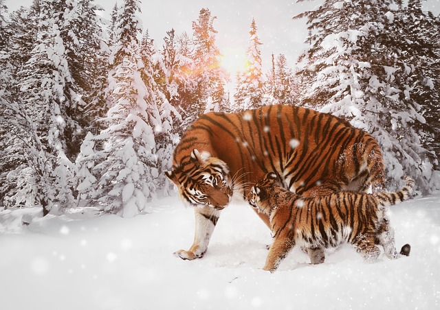 Download free HD stock image of Tiger Predator Free tiger predator big cat illustration