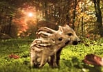 boar, little pig, forest