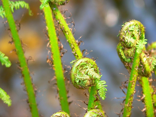 Free Fern Flower Background photo and picture