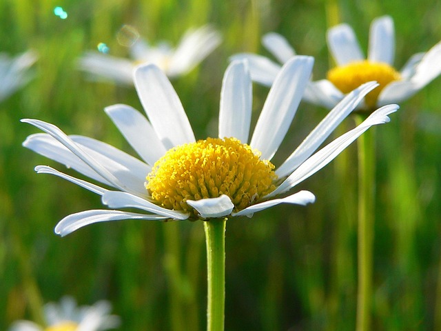 Free Daisy Beautiful Flowers photo and picture