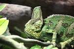 chameleon, vivarium, branch