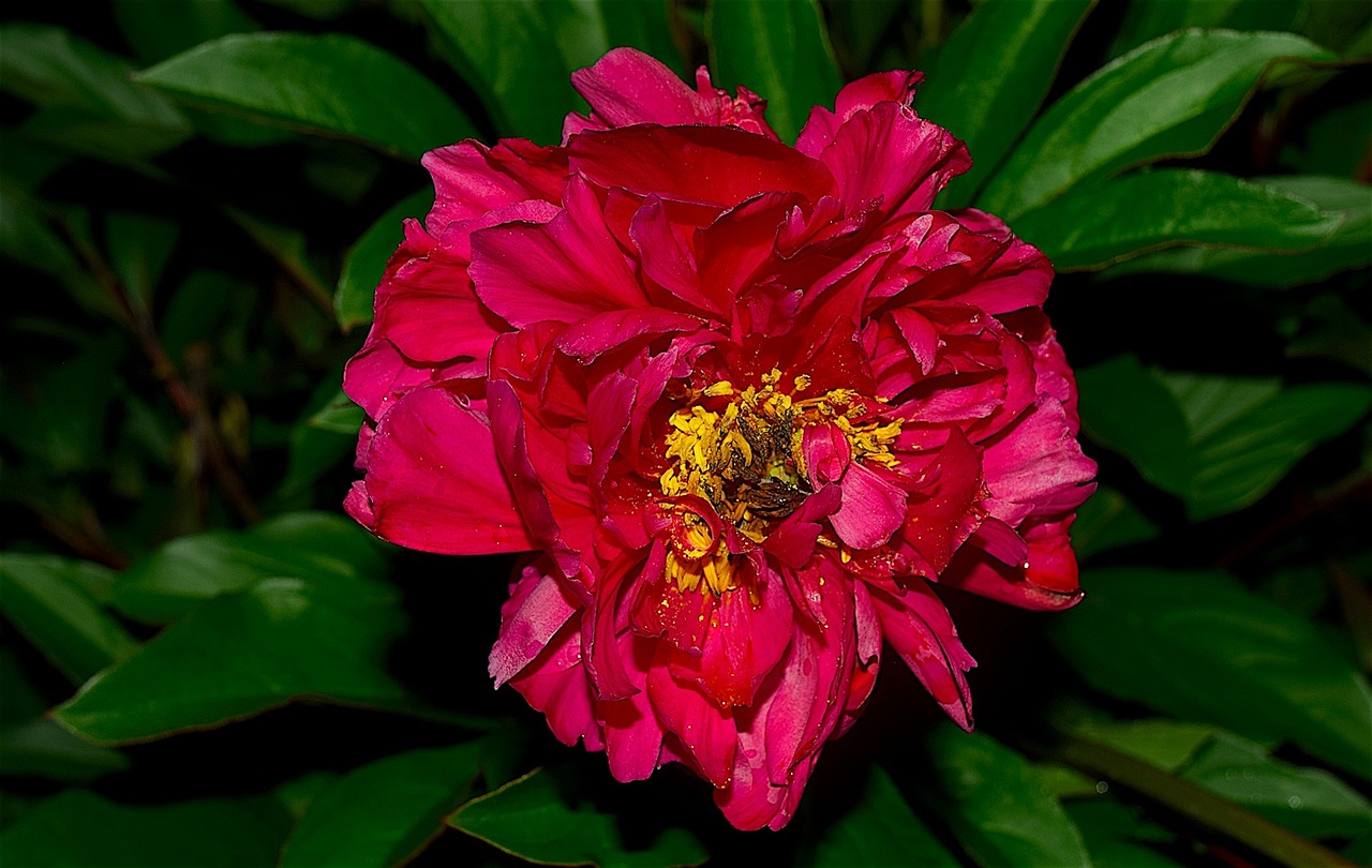 Red Peony Bloom Green Free photo on Pixabay Pixabay