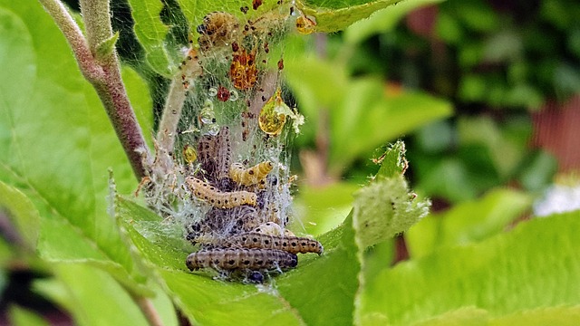 Free Codling Caterpillars photo and picture