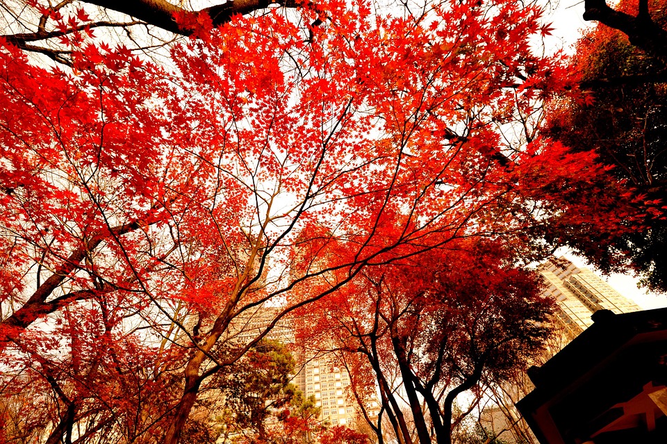 Shinjuku Gyoen