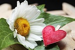marguerite, heart, wood